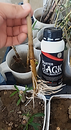 Master Jack 1LT